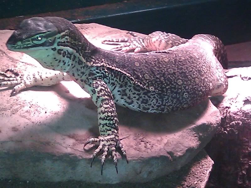 For Sale Beautiful Female CBB "Krusty" Argus MonitorReady to Breed